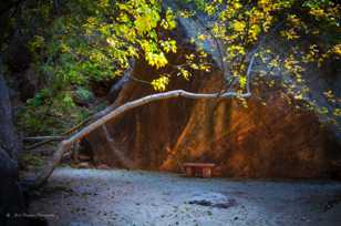 Zion Fall color-4564.jpg